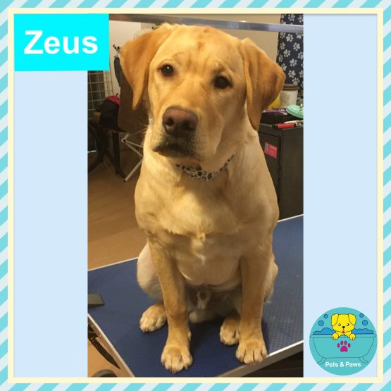 Zeus