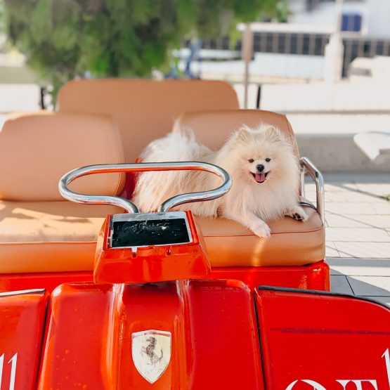 Kavi (pronounced Kuvi)