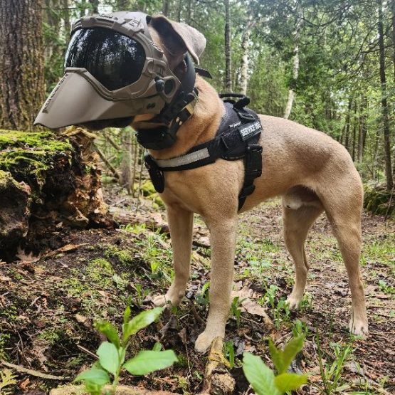 Ruger