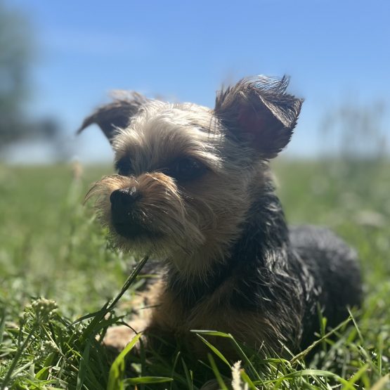 Pip
