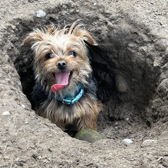 Pip