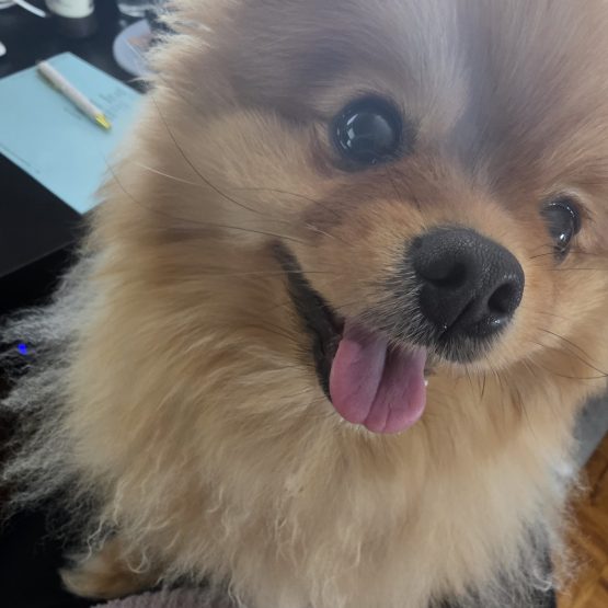 Bella