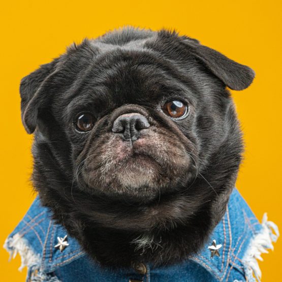 Professor Pickles II