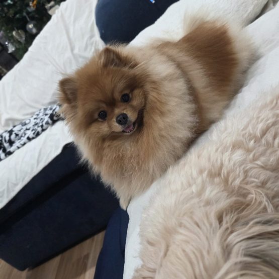 Bella