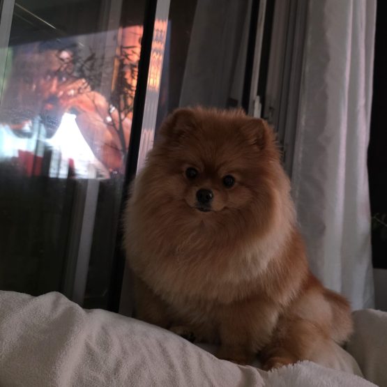 Bella