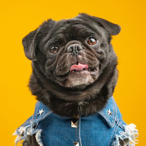Professor Pickles II
