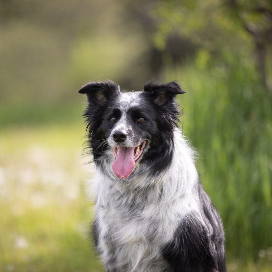 Rosie