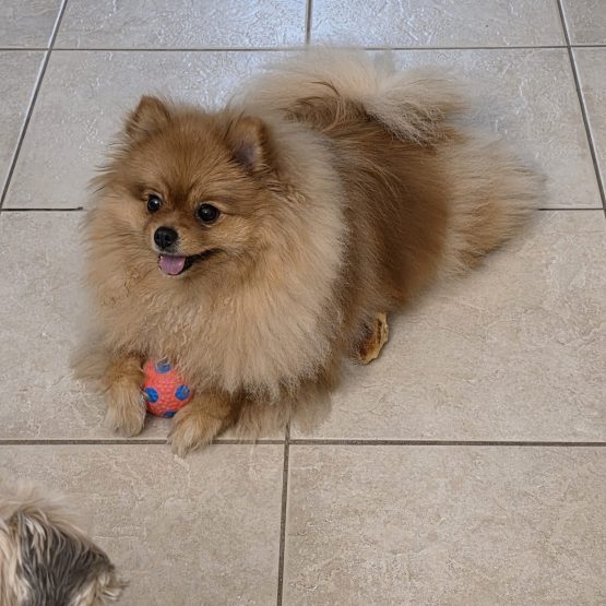Bella