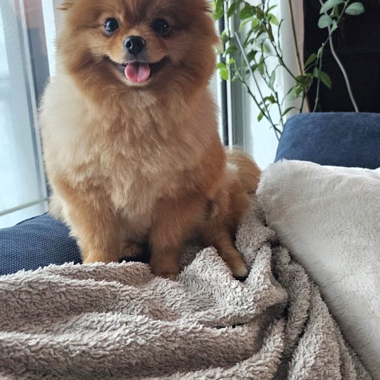 Bella