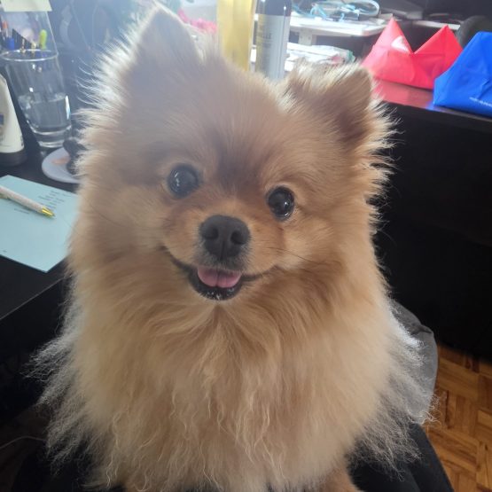 Bella