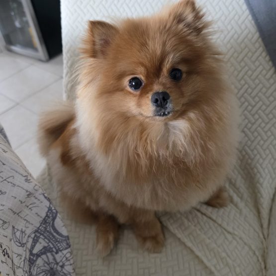 Bella