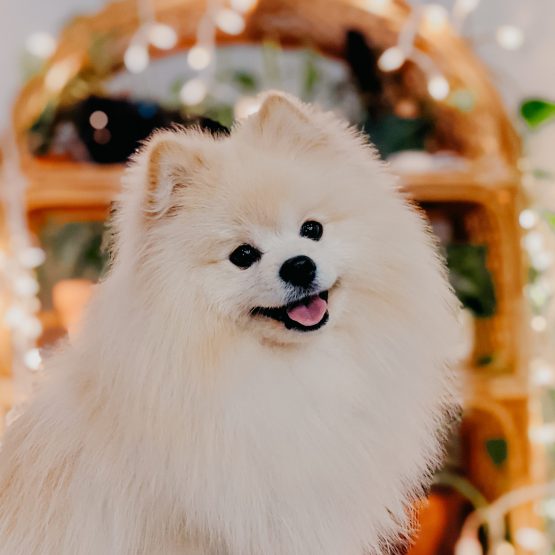 Kavi (pronounced Kuvi)