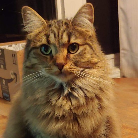 Alley cat