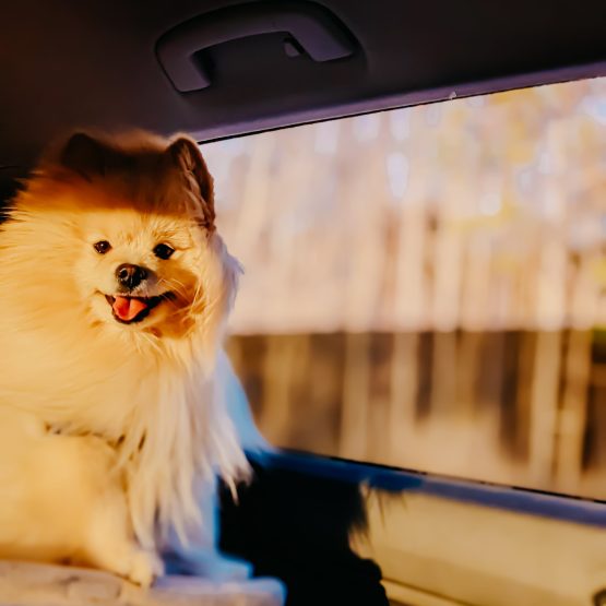 Kavi (pronounced Kuvi)