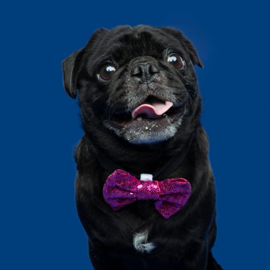 Professor Pickles II
