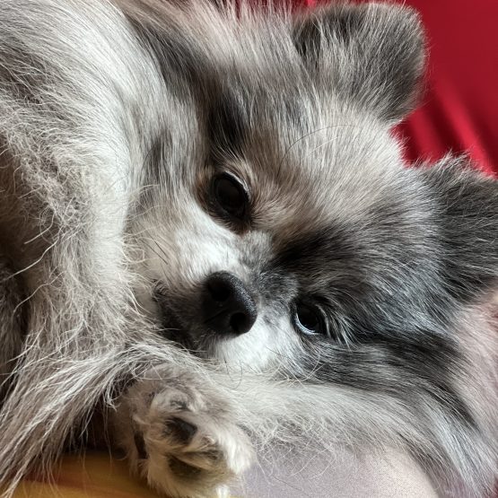 Mylee